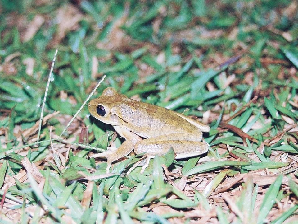 FIGURE 1 FIGURE 1